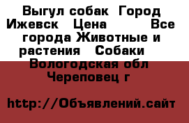 Выгул собак. Город Ижевск › Цена ­ 150 - Все города Животные и растения » Собаки   . Вологодская обл.,Череповец г.